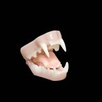 MINK JAWSET- Base Colour Snarling (Medium)