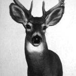 WHITETAIL DEER-14