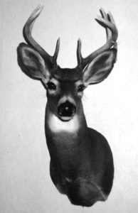 WHITETAIL DEER-14