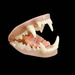 BADGER JAWSET- Base Colour (Medium)