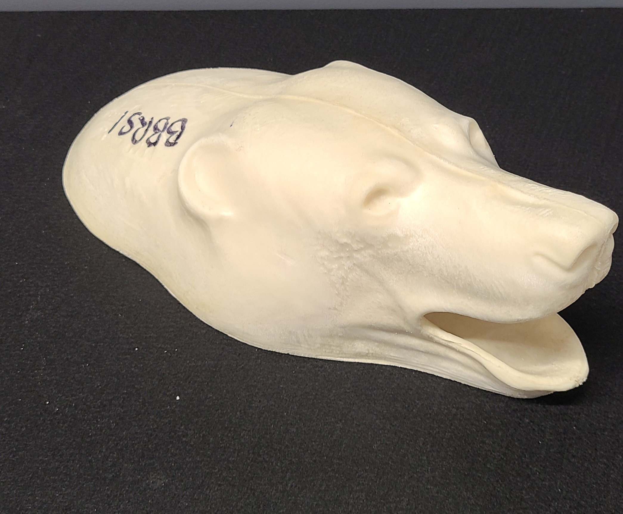 20231019_134556 (002) BEAR-BLACK-BBRS-1 - Image 1