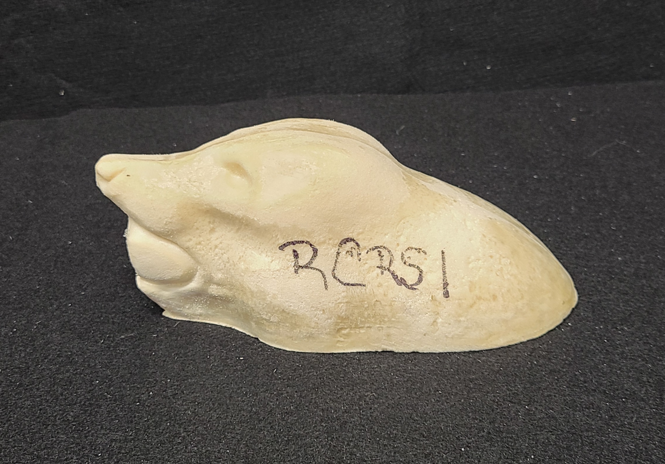 20231020_103513 (002) RACCOON-RCRS-1 - Image 1