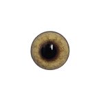 COYOTE EYES- 18mm Unbanded