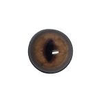 eye-261 fox