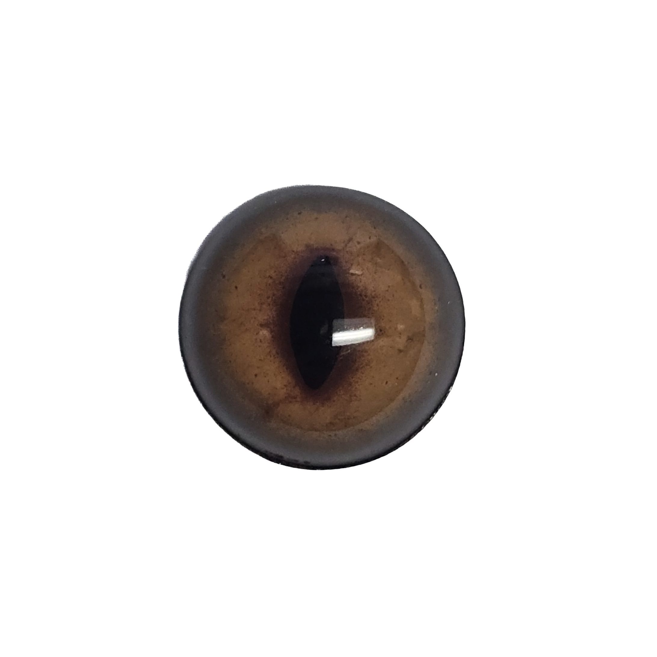 20260714_114559 eye-261 fox