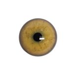 LEOPARD EYES-42