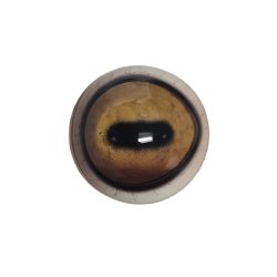 eye-262-310