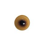 pheasant eye