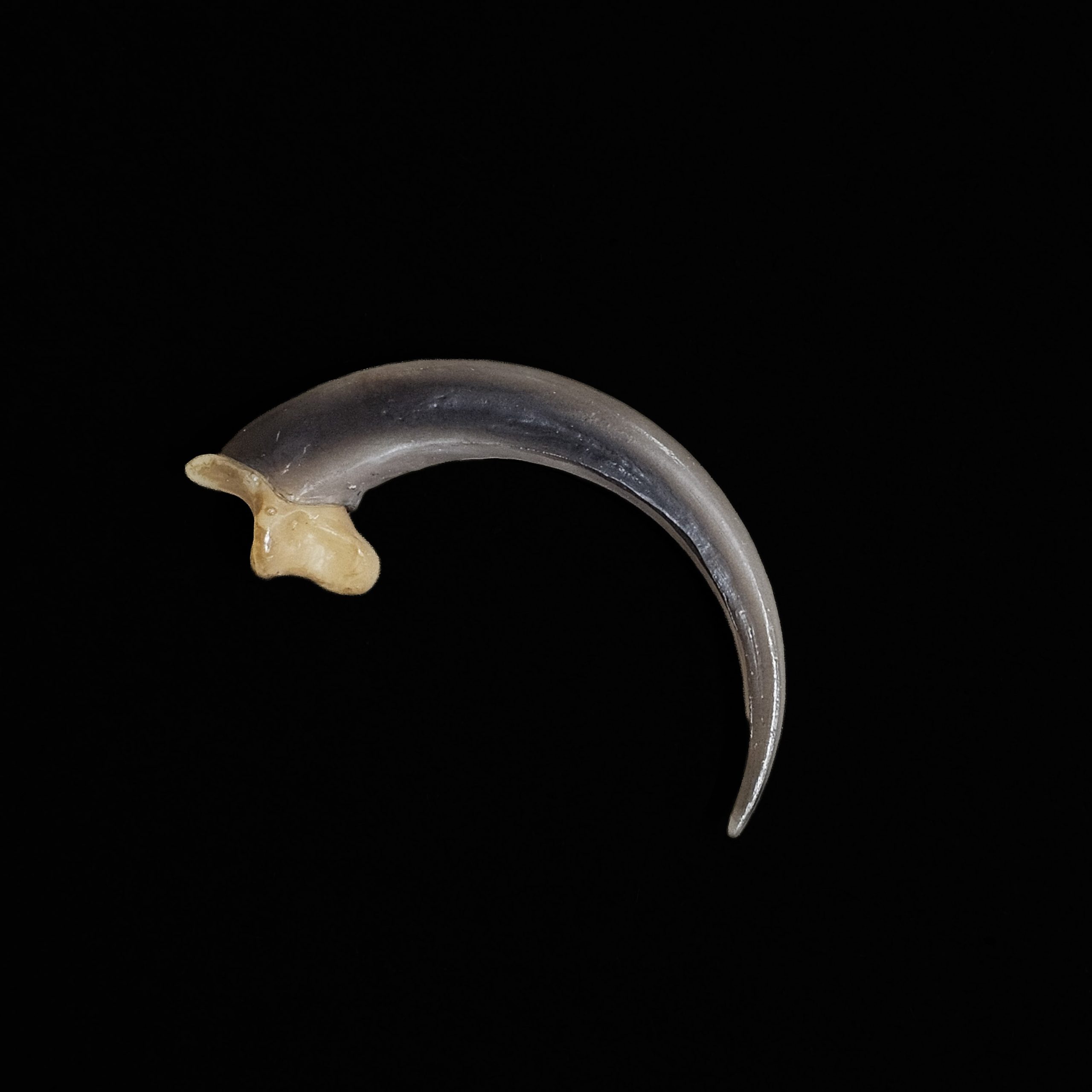 20260730_124450 Eagle Talon- 3 3/8" - Image 1