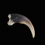 Grizzly Bear Claw- 3 1/4"