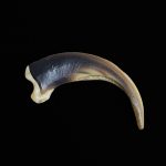 Grizzly Bear Claw- 3 3/4"