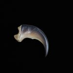 Black Bear Claw- 2"