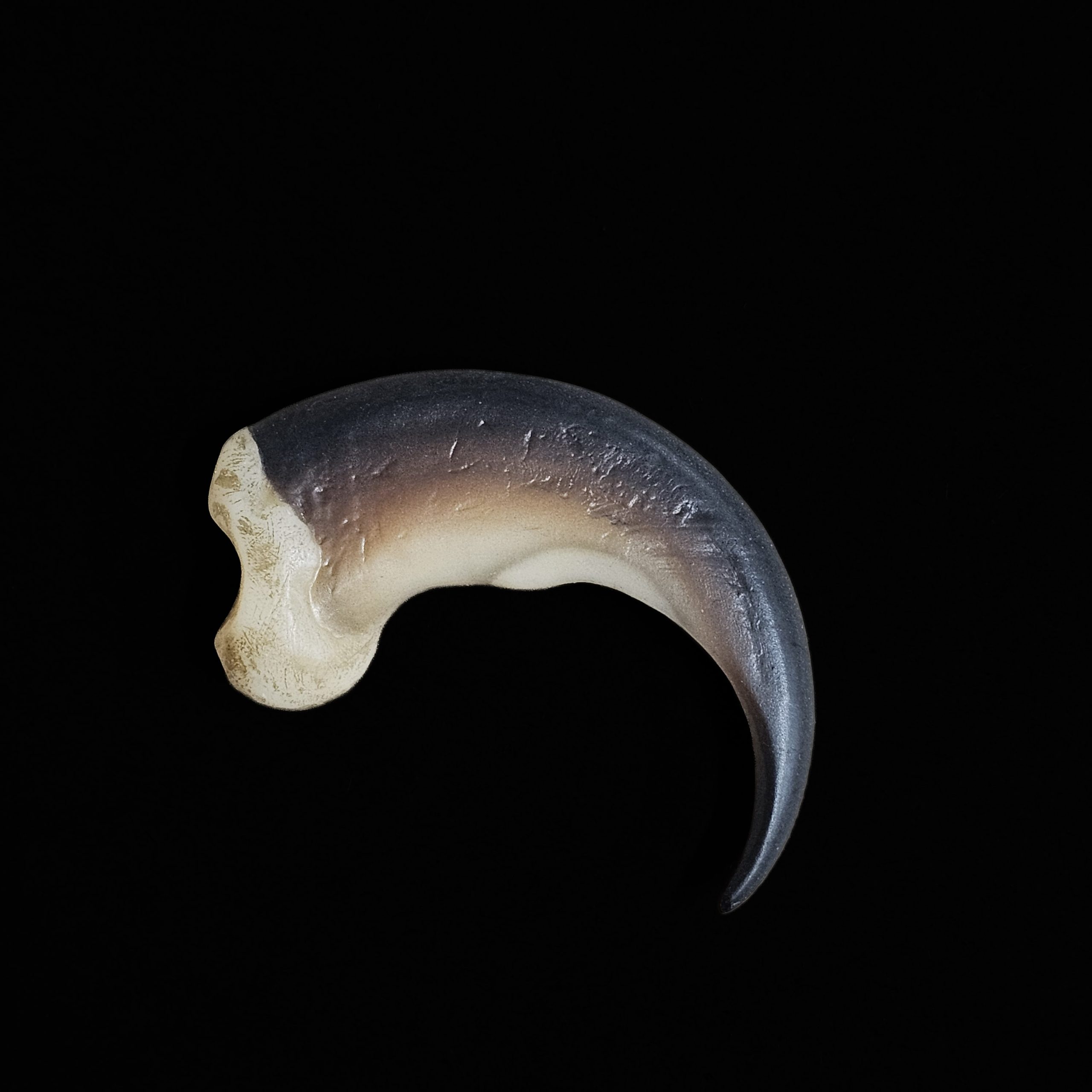 20260730_124718 Black Bear Claw- 3" - Image 1