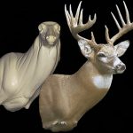 WHITETAIL DEER SHOULDER 722