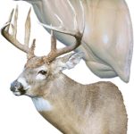 WHITETAIL DEER-7-7325-L