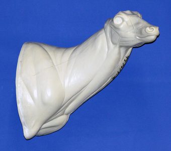 WHITETAIL DEER SHOULDER 93-7019R