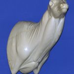 WHITETAIL DEER-93-7222-R