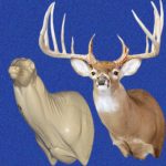 WHITETAIL DEER-93-7222-L