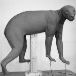 BEAR - BLACK-BB152-A