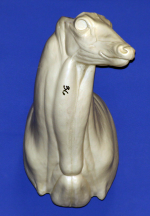 C0362010 WHITETAIL DEER-36 - Image 1