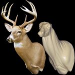 WHITETAIL DEER-81