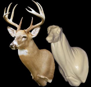 WHITETAIL DEER-81