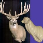 WHITETAIL DEER-147