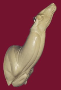 WHITETAIL DEER SHOULDER 168