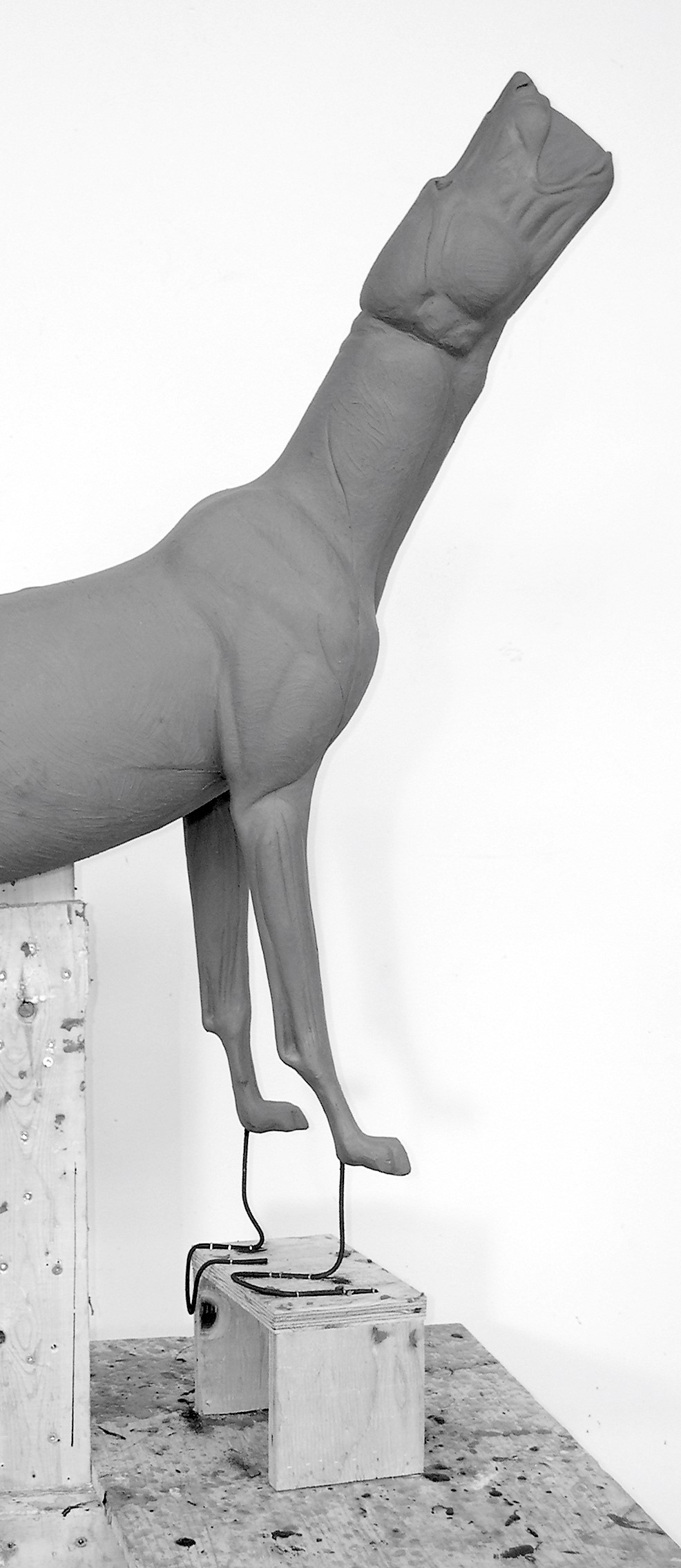 C36-5 Coyote Howling COYOTE-C36-H5 - Image 1