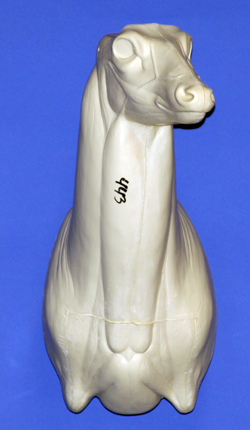 C4432010 WHITETAIL DEER-443 - Image 1