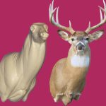 WHITETAIL DEER-527