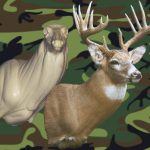 WHITETAIL DEER-722