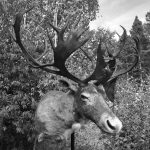 CARIBOU-Que.Lab.Nfld Bull-CO-3