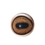 BIG HORN SHEEP EYES- Natural Dark 34mm