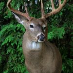 WHITETAIL DEER-46