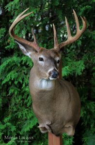 WHITETAIL DEER-46