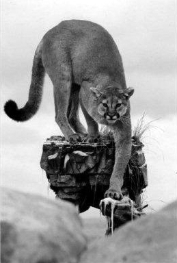 KNAPTON ML349 014 MOUNTAIN LION-ML349 - Image 1