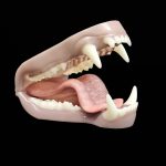 BLACK BEAR JAWSET- Base Colour Snarling  (Extra Small)