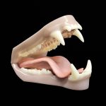 BLACK BEAR JAWSET- Base Colour Snarling (Small)