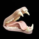 BLACK BEAR JAWSET- Base Colour Snarling (Medium)