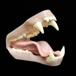 BLACK BEAR JAWSET- Base Colour Snarling (Large)