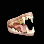 WOLF JAWSET- Base Colour Snarling (Medium)