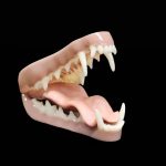 FOX JAWSET- Base Colour Snarling (Medium)