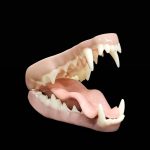 COYOTE JAWSET- Base Colour Snarling (Medium)