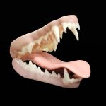 COYOTE JAWSET- Base Colour Panting (Medium)