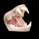 WOLVERINE JAWSET- Base Colour Snarling (Medium)