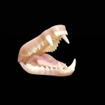 RACCOON JAWSET- Base Colour (Medium)