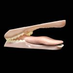 DEER JAWSET- Base Colour