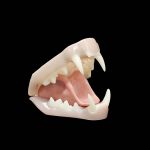 BOBCAT/ LYNX JAWSET- Base Colour Snarling (Medium)