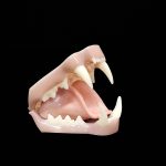 BOBCAT/ LYNX JAWSET- Base Colour Snarling (Large)